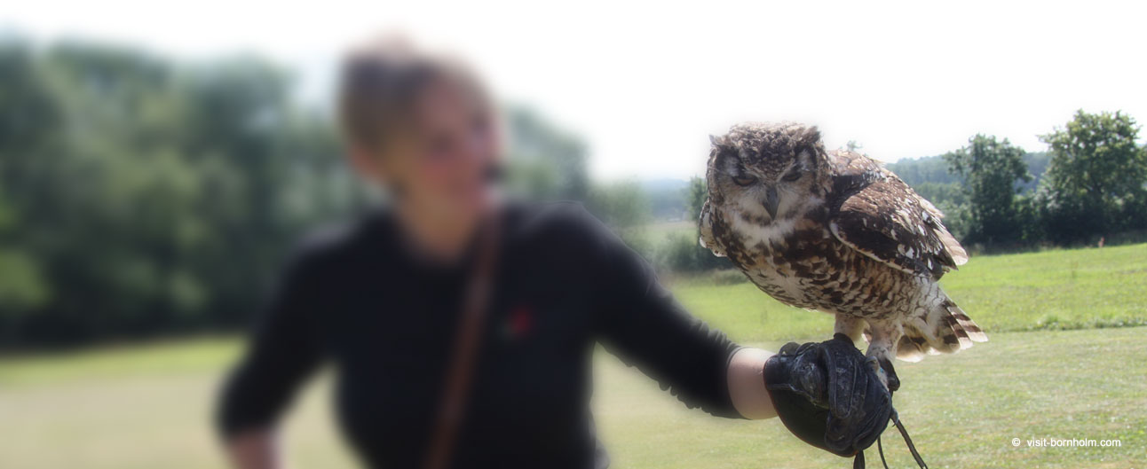 Birds of Prey Show - Bornholms Rovfugleshow