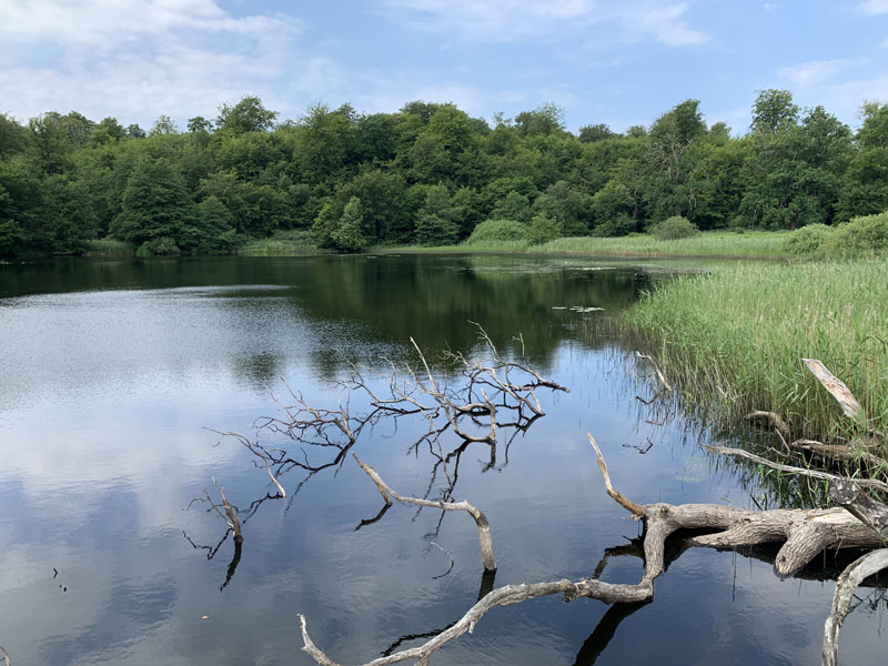 Skove på Bornholm