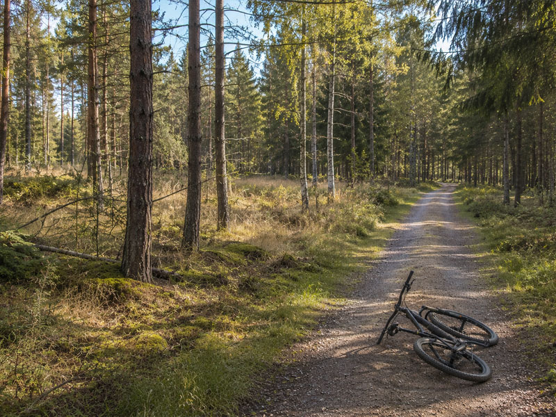 Rute 21 – cykelsti gennem Almindingen-skoven