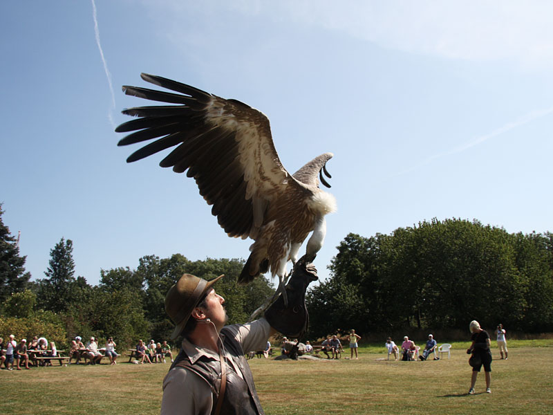 Pokaz Drapieżnych Ptaków - Bornholms Rovfugleshow