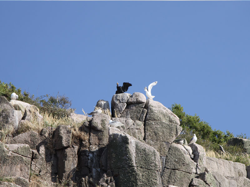 Seevögel bei Hammeren