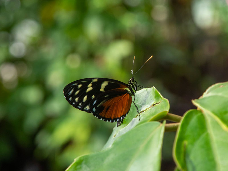 Sommerlunden Park Motyli
