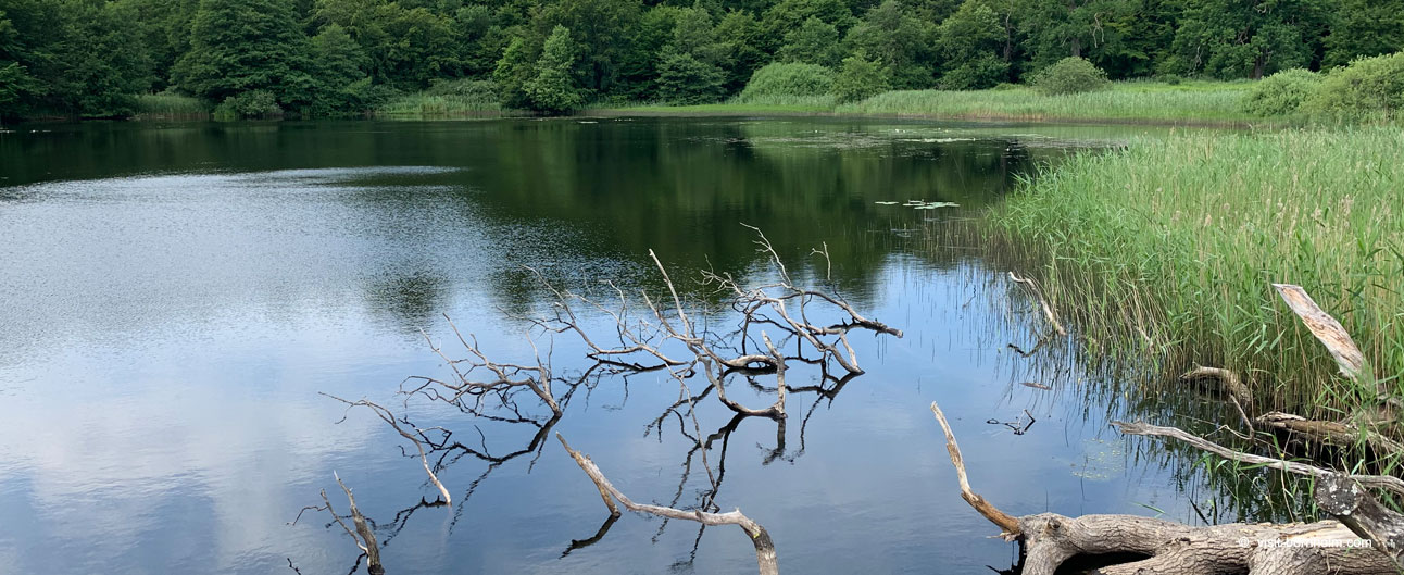 Skove på Bornholm