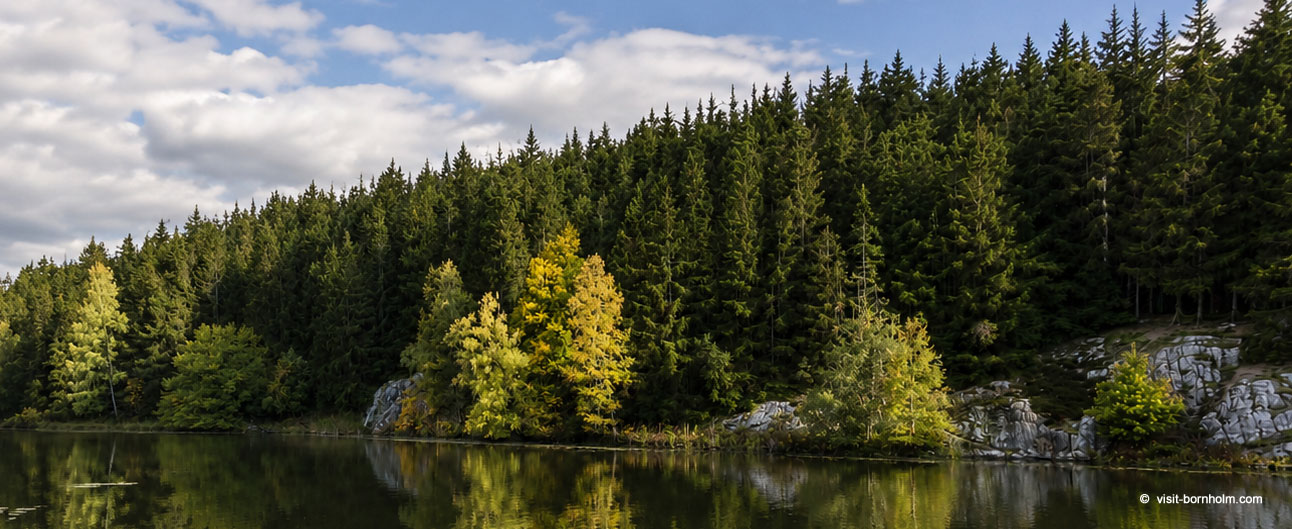 Rø Plantage – skov i det nordlige Bornholm