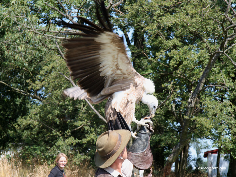 Birds of Prey Show