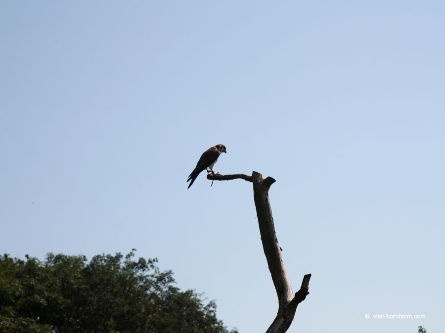 Bornholms Rovfugleshow