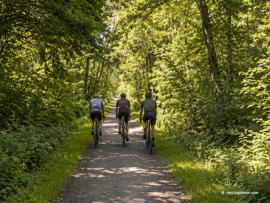 Cykelsti gennem skoven på Bornholm