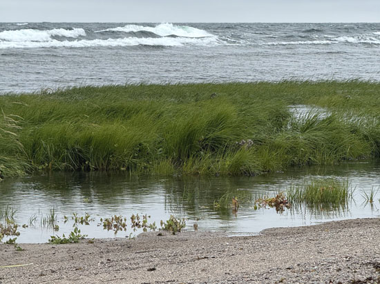 Saltuna i port Svendsens Havn