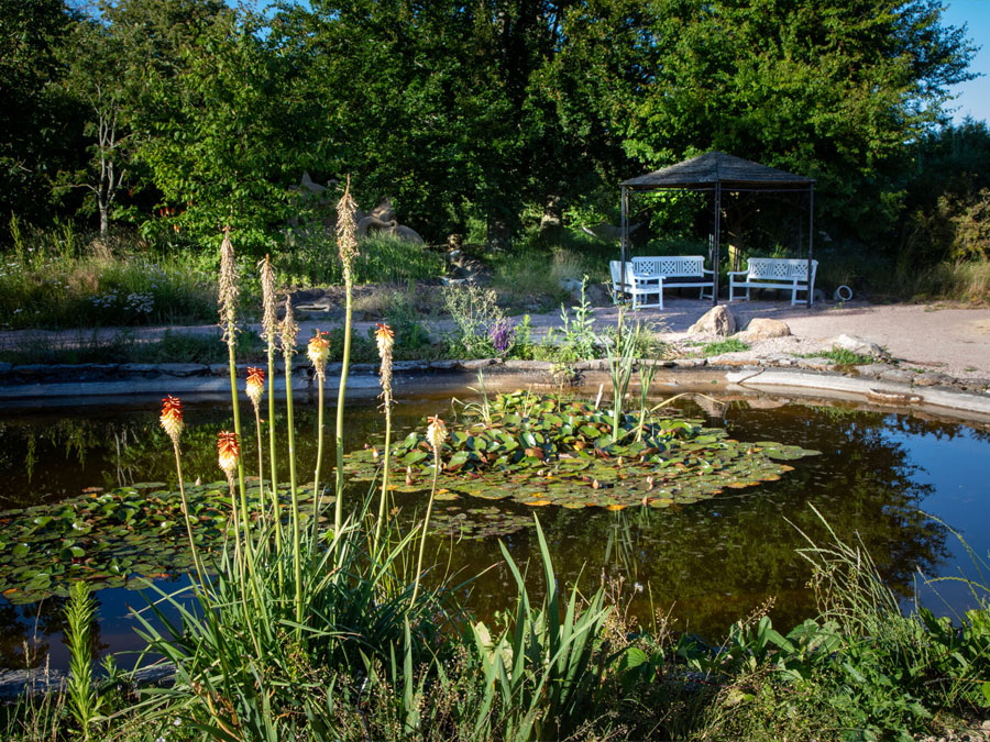 Butterflies in Nexø