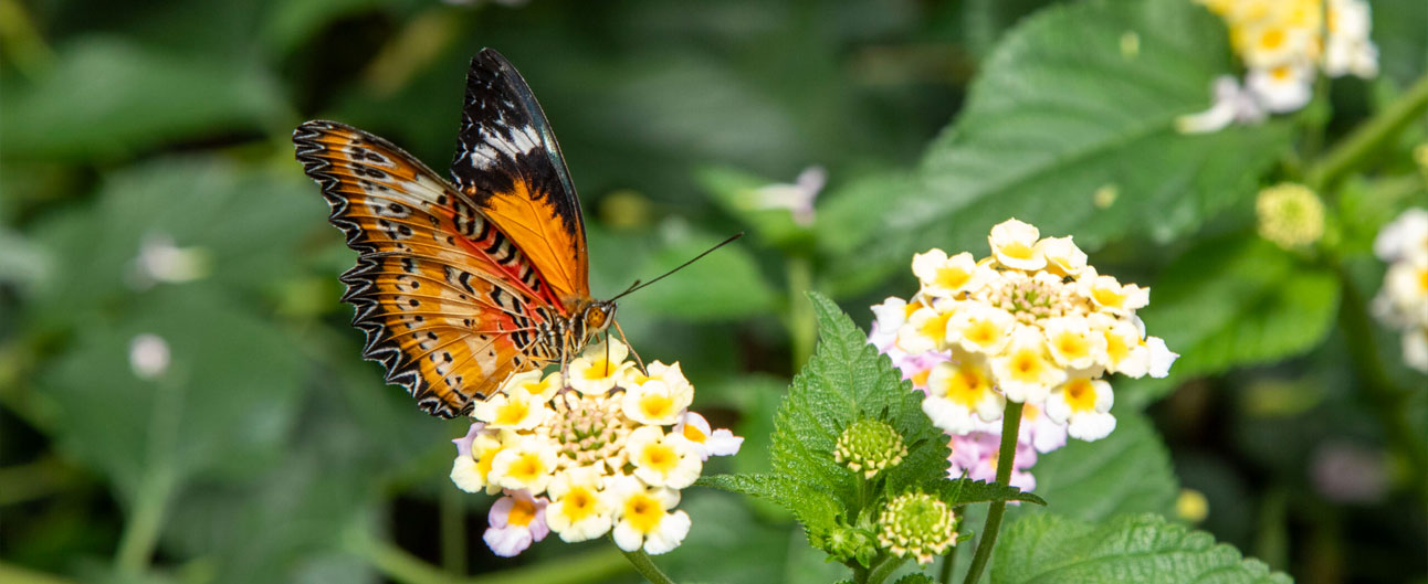 Sommerlunden Butterfly Park