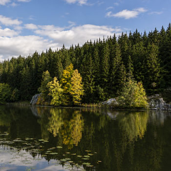 Rø Plantage – skov på det nordlige Bornholm