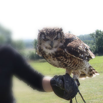 Greifvogelshow – Bornholms Rovfugleshow